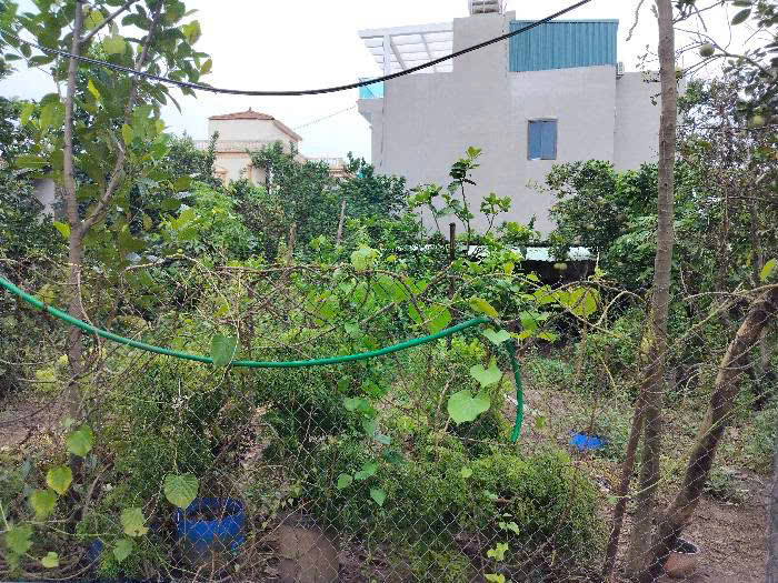 Bán đất Ninh Sở, Thường tín